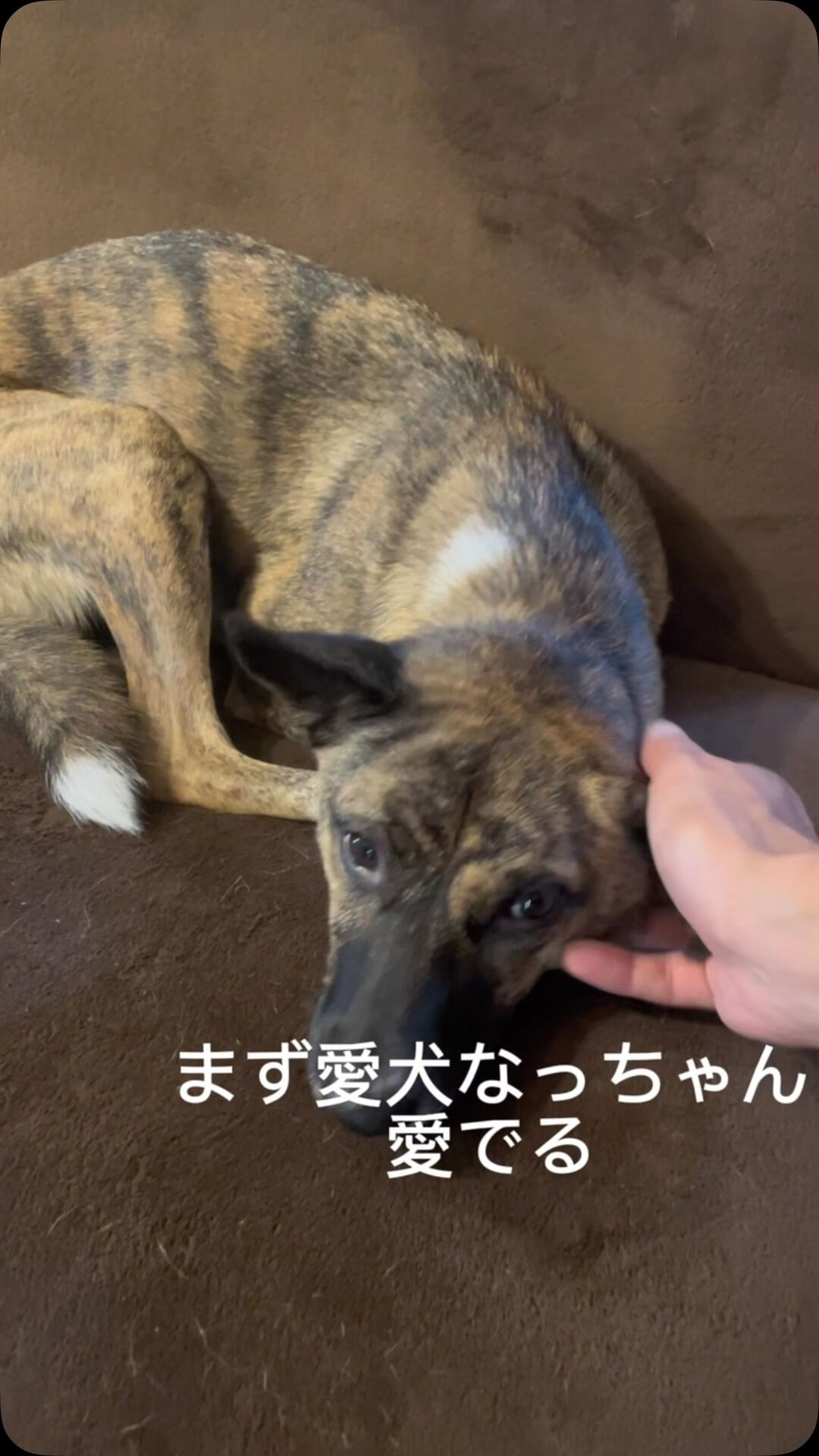 最近ついてなーい